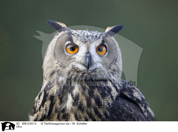 Uhu / eagle owl / WS-03513