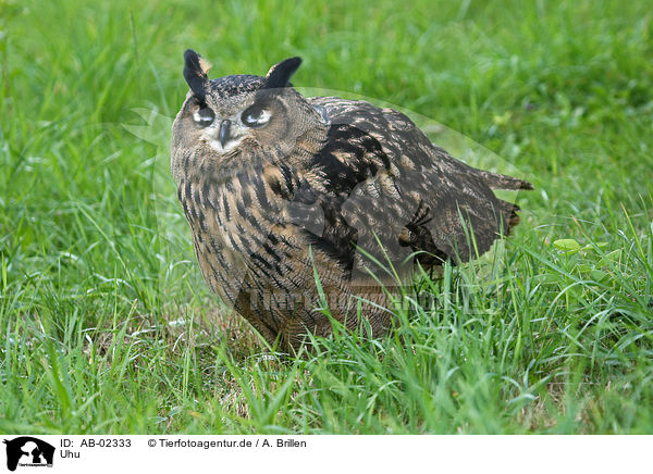 Uhu / eagle owl / AB-02333