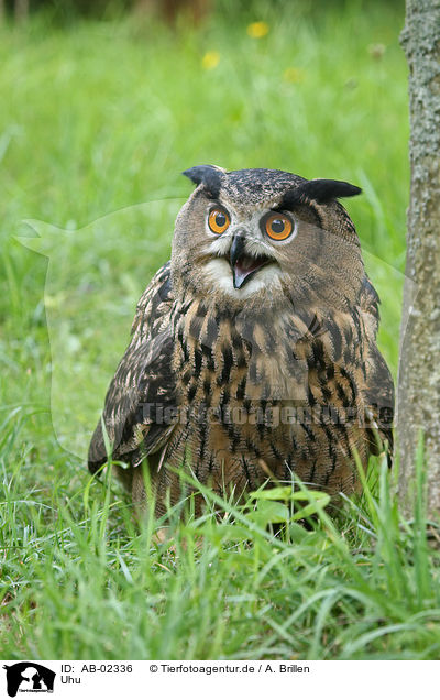 Uhu / eagle owl / AB-02336