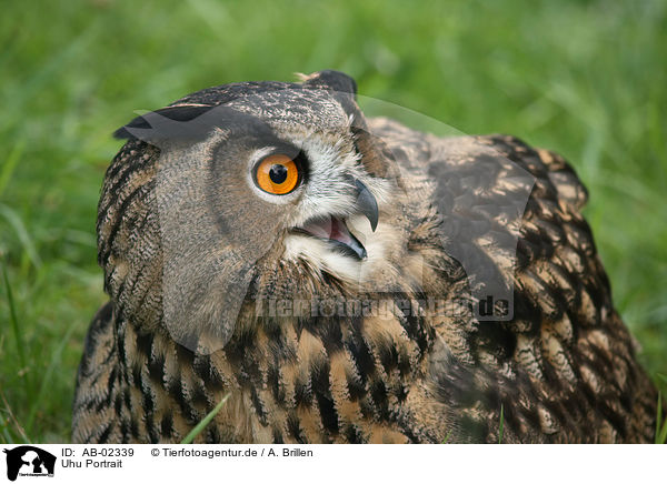 Uhu Portrait / eagle owl portrait / AB-02339