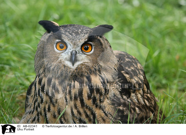 Uhu Portrait / eagle owl portrait / AB-02341