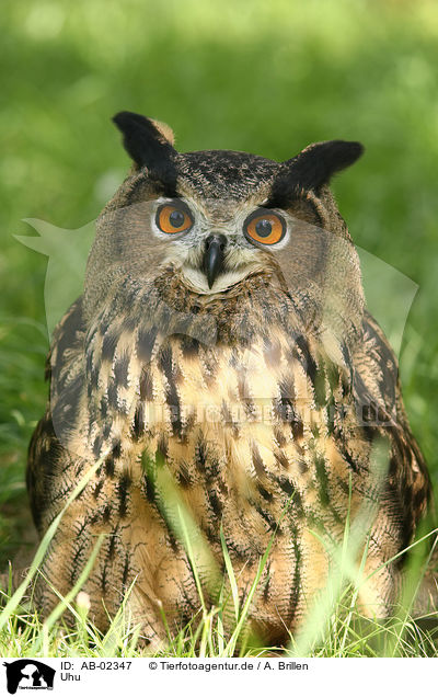 Uhu / eagle owl / AB-02347