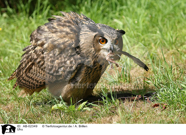 Uhu / eagle owl / AB-02349