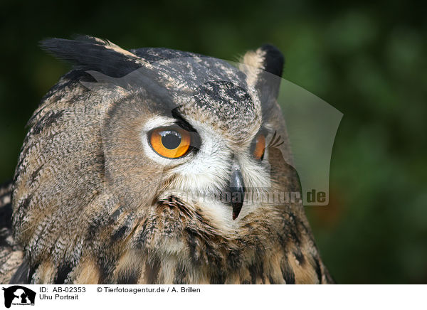 Uhu Portrait / eagle owl portrait / AB-02353