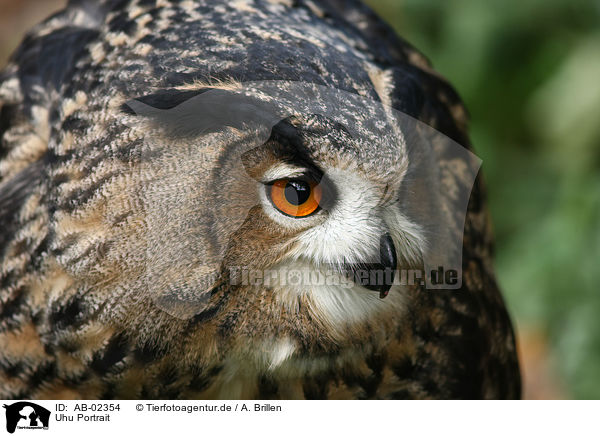 Uhu Portrait / eagle owl portrait / AB-02354