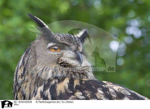 Uhu / eagle owl / AVD-02539