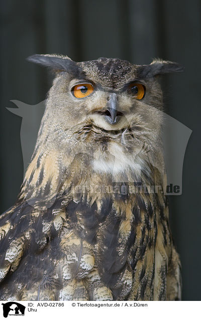 Uhu / eagle owl / AVD-02786