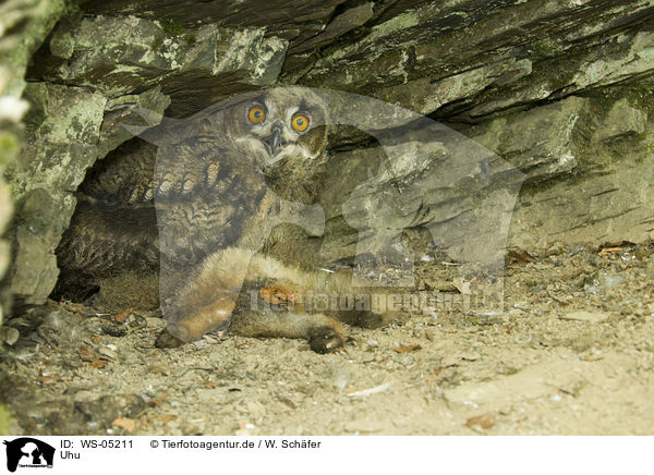 Uhu / Eurasian eagle owl / WS-05211