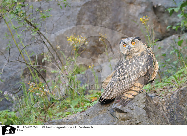 Uhu / Eurasian eagle owl / DV-02756