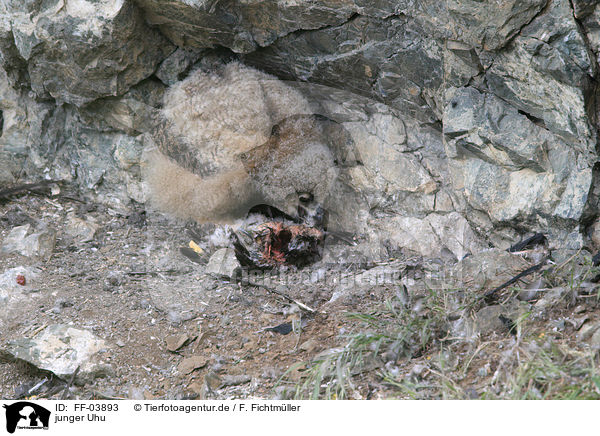 junger Uhu / young Eurasian eagle owl / FF-03893