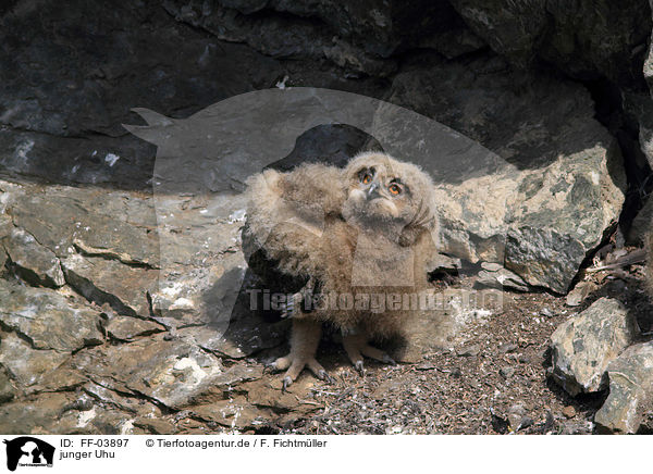 junger Uhu / young Eurasian eagle owl / FF-03897
