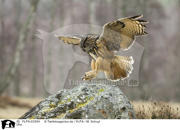 Uhu / Eurasian eagle owl / FLPA-03354