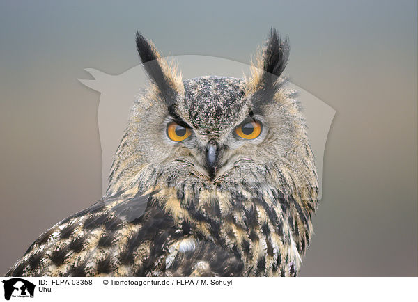 Uhu / Eurasian eagle owl / FLPA-03358