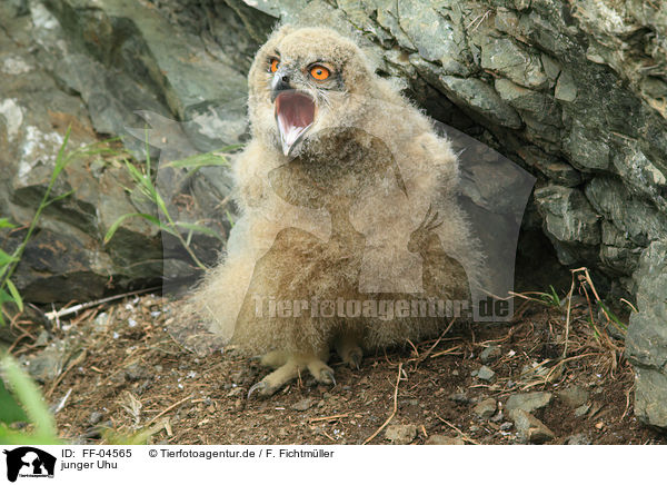 junger Uhu / young Eurasian eagle owl / FF-04565