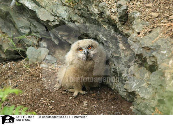 junger Uhu / young Eurasian eagle owl / FF-04567