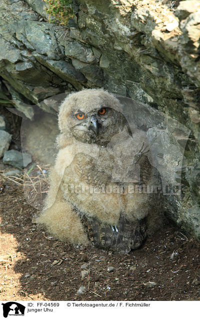 junger Uhu / young Eurasian eagle owl / FF-04569