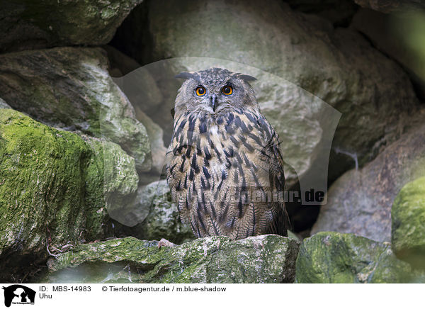 Uhu / Eurasian eagle owl / MBS-14983