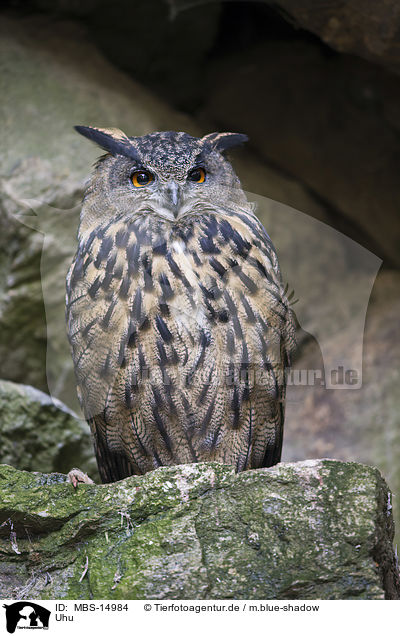Uhu / Eurasian eagle owl / MBS-14984