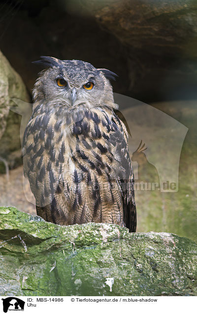 Uhu / Eurasian eagle owl / MBS-14986