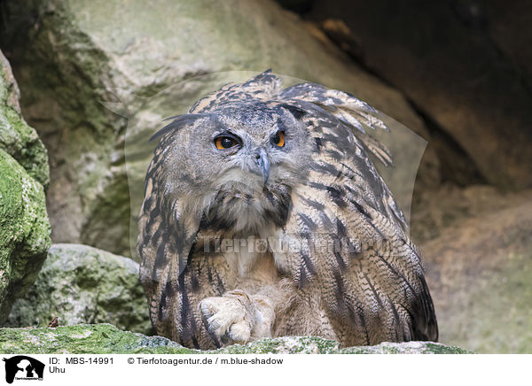 Uhu / Eurasian eagle owl / MBS-14991