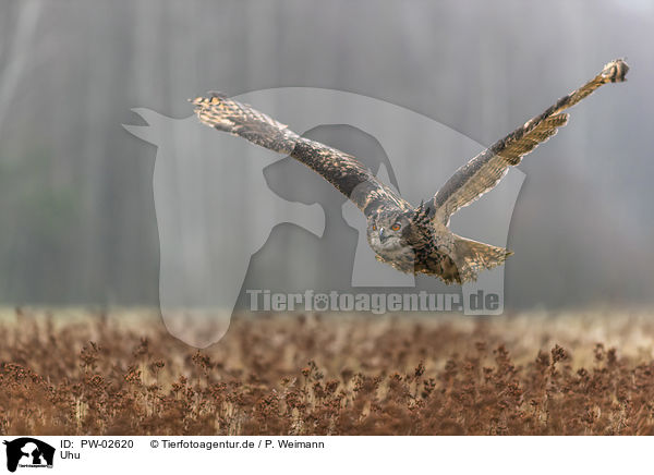 Uhu / Eurasian eagle owl / PW-02620