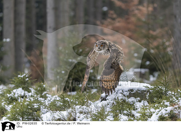 Uhu / Eurasian eagle owl / PW-02635