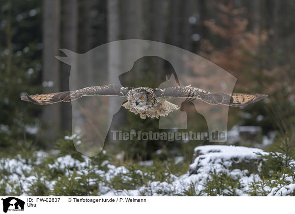 Uhu / Eurasian eagle owl / PW-02637