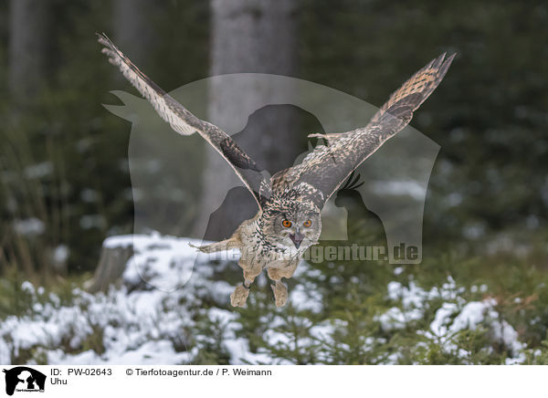 Uhu / Eurasian eagle owl / PW-02643
