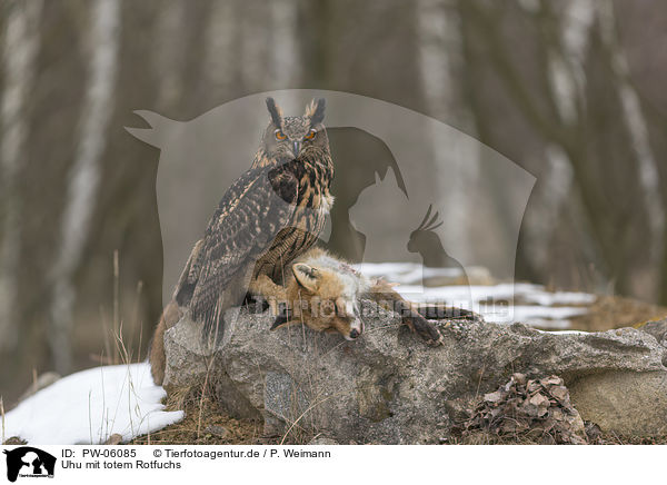 Uhu mit totem Rotfuchs / eagle owl with dead red fox / PW-06085