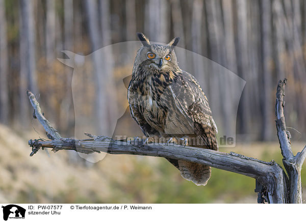sitzender Uhu / sitting Eurasian Eagle Owl / PW-07577