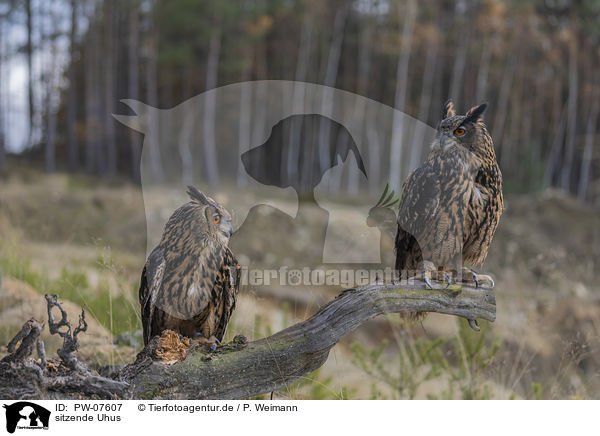 sitzende Uhus / sitting Eurasian Eagle Owls / PW-07607