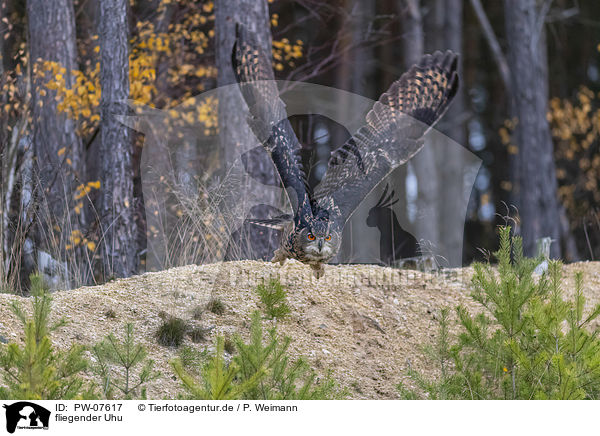 fliegender Uhu / flying Eurasian Eagle Owl / PW-07617