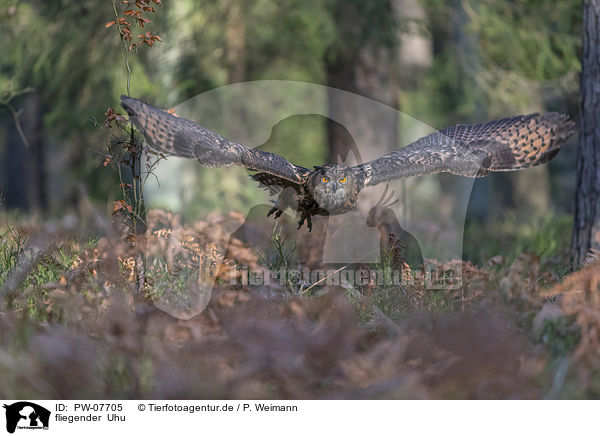 fliegender  Uhu / PW-07705