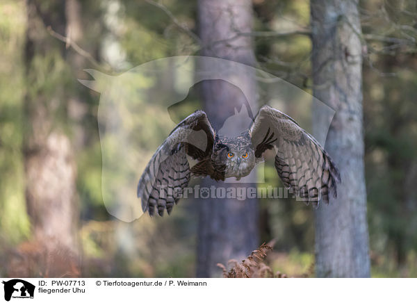 fliegender Uhu / PW-07713