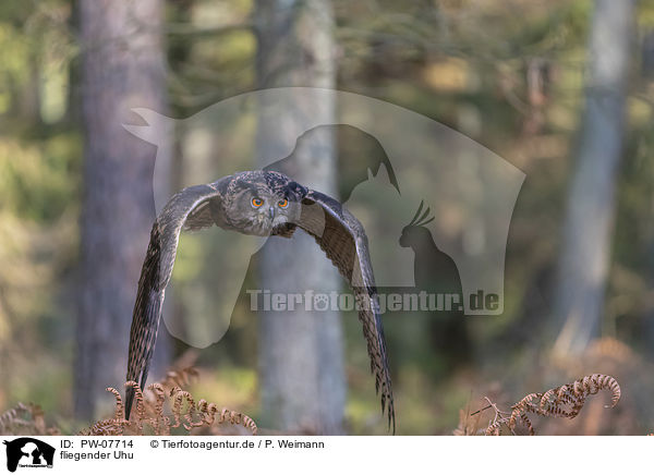 fliegender Uhu / flying Eurasian Eagle Owl / PW-07714