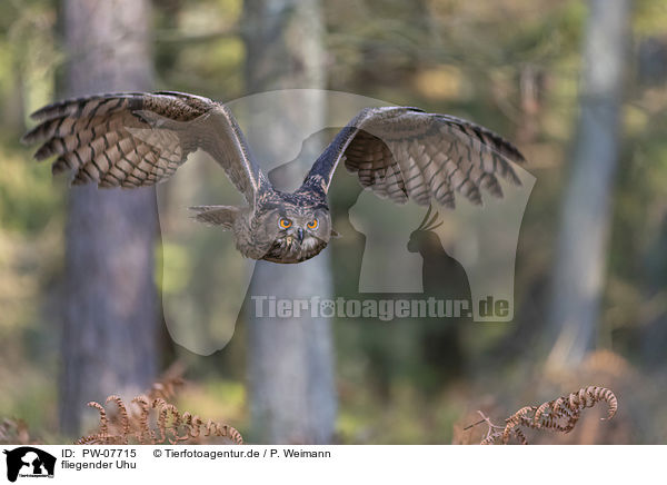 fliegender Uhu / flying Eurasian Eagle Owl / PW-07715