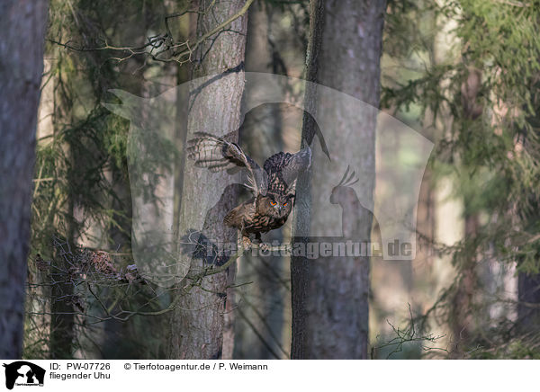 fliegender Uhu / flying Eurasian Eagle Owl / PW-07726