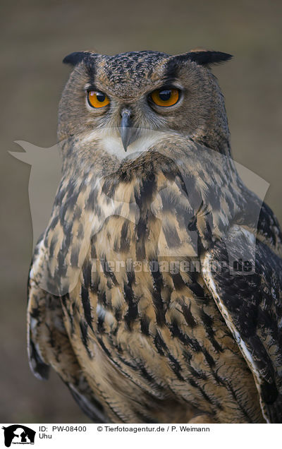 Uhu / Eurasian Eagle Owl / PW-08400
