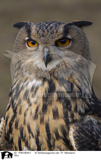 Uhu / Eurasian Eagle Owl / PW-08401