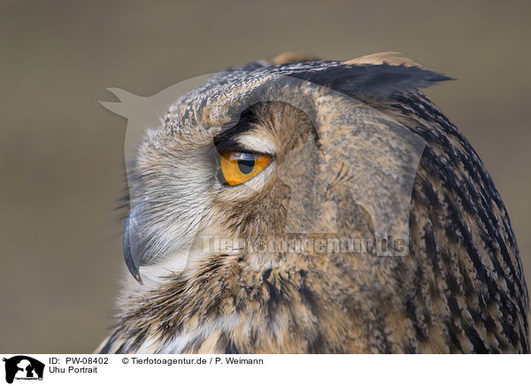Uhu Portrait / Eurasian Eagle Owl portrait / PW-08402