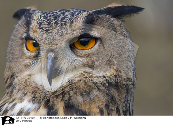Uhu Portrait / Eurasian Eagle Owl portrait / PW-08404