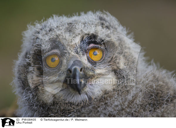 Uhu Portrait / Eurasian Eagle Owl portrait / PW-08405