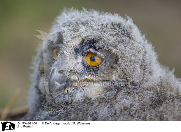 Uhu Portrait / Eurasian Eagle Owl portrait / PW-08406
