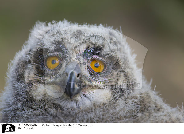 Uhu Portrait / Eurasian Eagle Owl portrait / PW-08407