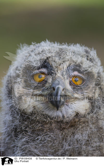 Uhu Portrait / Eurasian Eagle Owl portrait / PW-08408