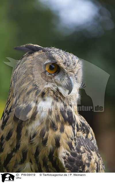 Uhu / Eurasian Eagle Owl / PW-08419
