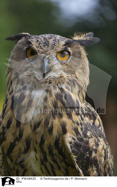 Uhu / Eurasian Eagle Owl / PW-08420