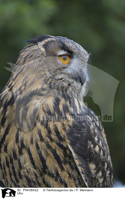 Uhu / Eurasian Eagle Owl / PW-08422
