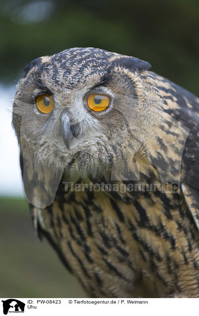 Uhu / Eurasian Eagle Owl / PW-08423