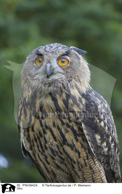 Uhu / Eurasian Eagle Owl / PW-08424